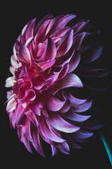 Rooster Dahlia Flower