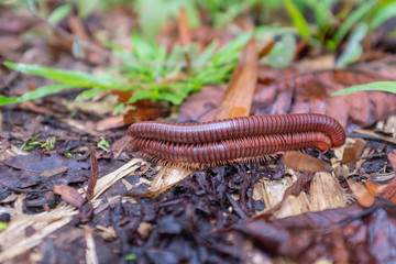 Mateing millipedes