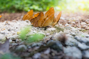 Orange Butterfly
