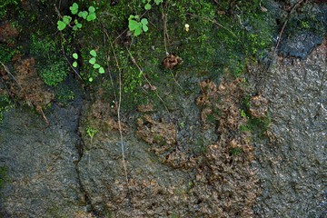green moss texture in nature