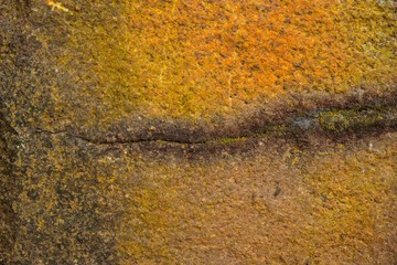 green moss texture in nature