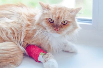 red cat with gypsum on the paw