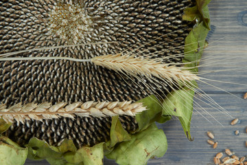 Ear of ripe wheat and ripe sunflowers seeds head