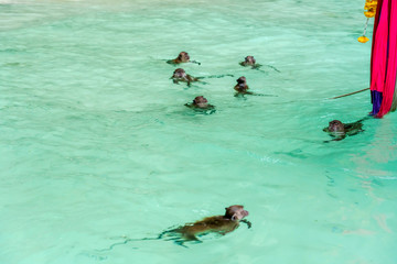 Monkeys on Beautiful Bay Tropical Beach blue ocean background