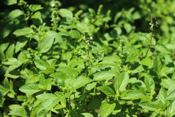 Flowering Basil, an aromatic plant growing in the garden, great spice