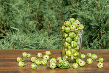 Fresh harvest of gooseberries in a glass