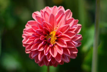 a colorful pink flower of love