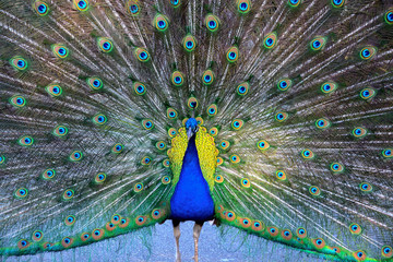 Obraz premium Peacock