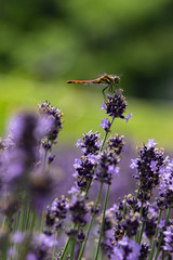ラベンダーとトンボ