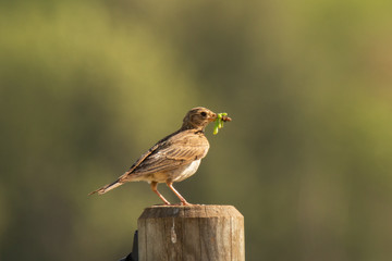Birds dinner