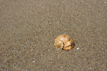 Fototapeta na wymiar Snail shell on the beach