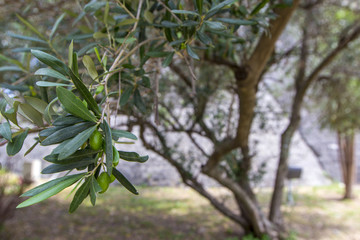 Olive branch with green olives and tree on summer day, selective focus.