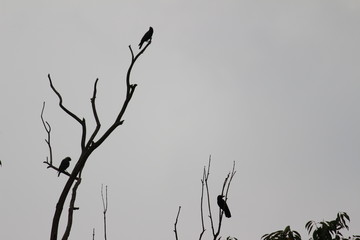 Silhouette bird 