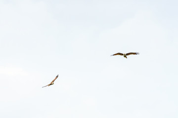 Sea Eagle on sky clouds Beautiful Tropical Beach blue ocean background