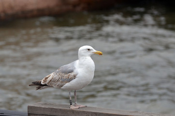 Ringed seagull in the Bay of Oslo in front of the modern building of the Opera.
