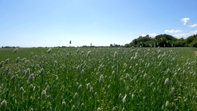 This scene shows a crop of canary grass in the UK, swaying gently in the wind.