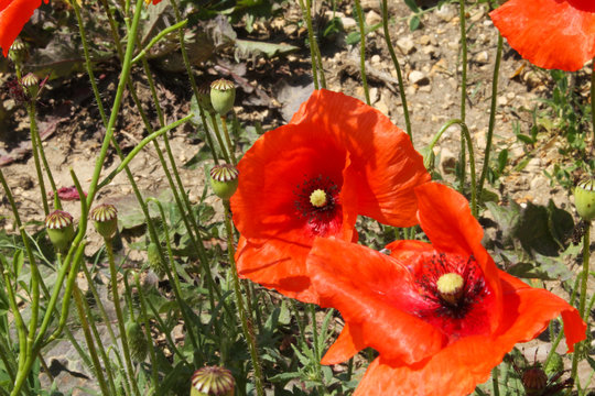 Fototapeta maki polne