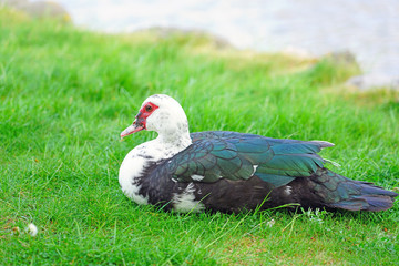 A duck with white neck and red beak sitting on the grass in Denmark