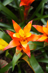 Orange bromeliad plant verical
