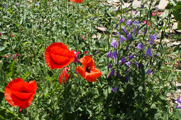 maki polne © katherine_gee