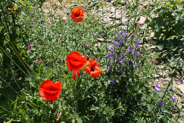 maki polne © katherine_gee