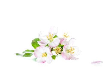 Beautiful flowers isolated on white background. Apple tree blossom. Floral wallpaper.