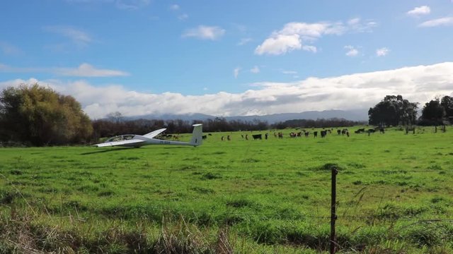 Glider comes down to land in rural new zealand farmlands, with cows watching.