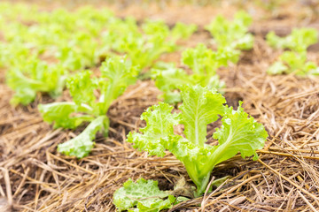 Green lettuce plants in organic garden.