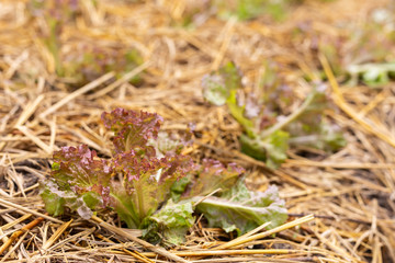 Green lettuce plants in organic garden.