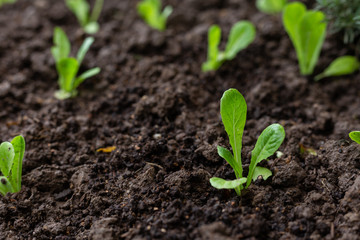 Green young lettuce plant in organic garden.