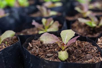 Green lettuce plants in organic garden.