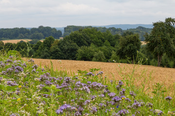 phacelia field for ground protection and bee food