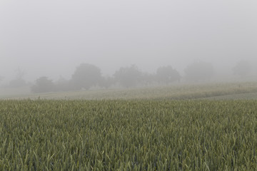 morning fog over wheat fields