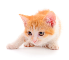 Small red kitten