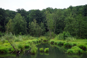 River in park