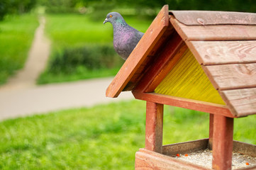 Pigeon sitting on the bird-feeder in the park.