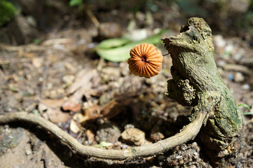 Brown mushrooms In nature