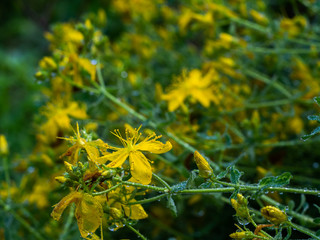 Yellow flowers Hypericum perforatum with drops of water. Hypericum perforatum. St Johns wort.