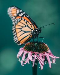 Fototapeta na wymiar Monarch