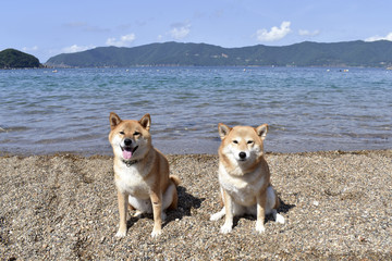 柴犬・海・砂浜