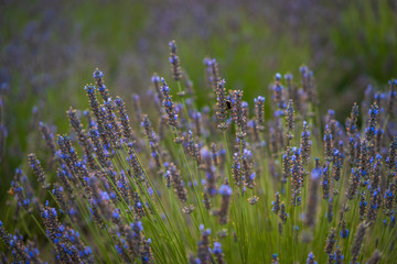 Blooming Lavender Fields