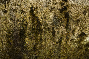The lust on the wall
