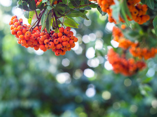 Rowan on a branch. Red rowan. Rowan berries on rowan tree. Sorbus aucuparia.