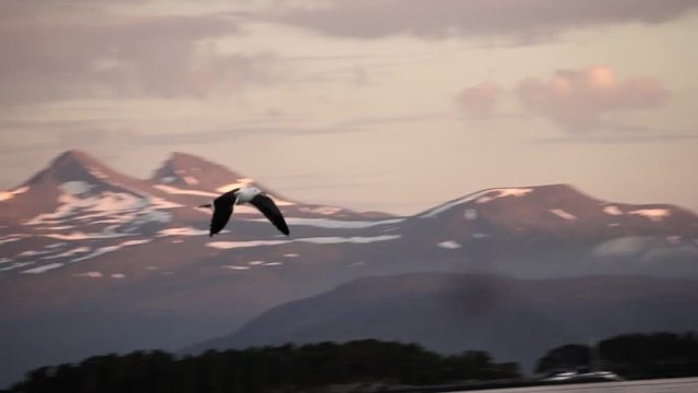 segull flying alone in slow motion