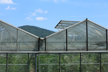 Obraz premium Gewächshaus
