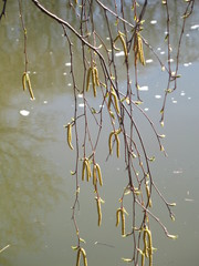 Ветка березы