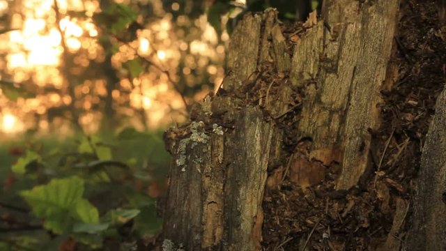 Old rotten birch stump and ants