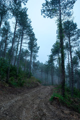 Obraz premium I walk through the forest under the mist