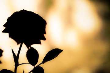 Black Silhouette Rose