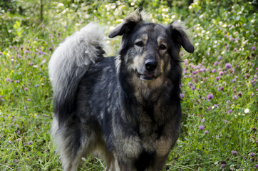 A dog of noble family on vacation